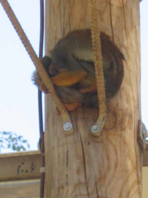 458x617 pixels (123K)